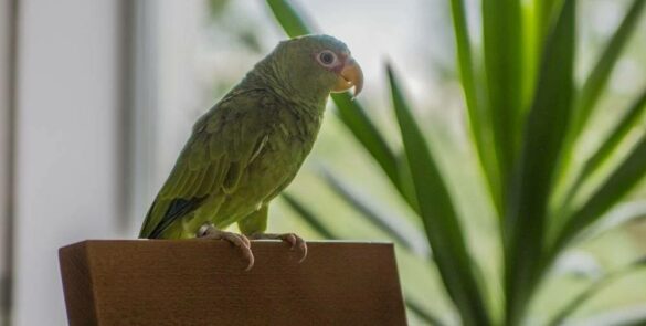 On Keeping a Parrot At Home
